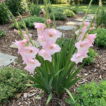 hell Rosa Gladiole Blumensamen zur Aussaat duftend Blüten Traditionssorte & ohne Gentechnik Samen Hausgarten