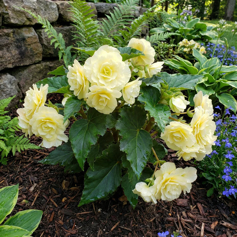 hell Gelb Succulent Blumensamen zur Aussaat ideal Rabatten Traditionssorte & ohne Gentechnik Samen Hausgarten