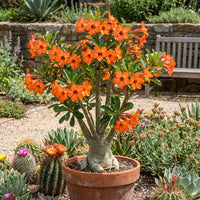 Wüstenrose Obesum Orange Blumensamen zur Aussaat – saisonal Dauerblüher – Traditionssorte & ohne Gentechnik Samen Hausgarten
