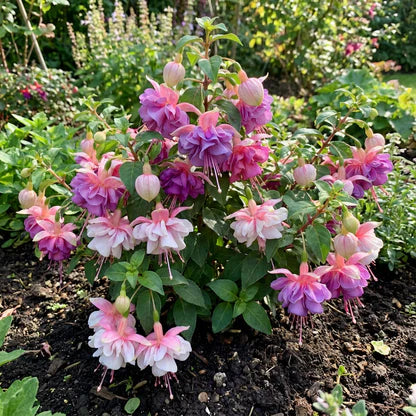 gefüllt Petals Fuchsie Blumensamen zur Aussaat – Schnitt Blume beliebt – Traditionssorte & ohne Gentechnik Samen Hausgarten