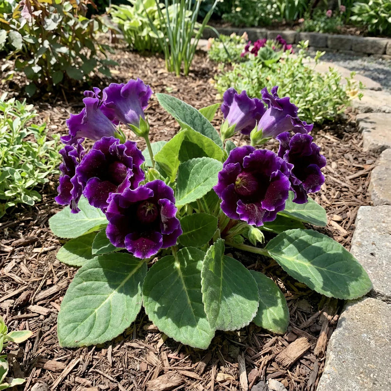 Thick Blau Gloxinie Blumensamen zur Aussaat – kompakt Wuchs – Traditionssorte & ohne Gentechnik Samen Hausgarten