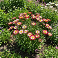 Leucanthemum Shasta Blumensamen zur Aussaat – saisonal Dauerblüher – Traditionssorte & ohne Gentechnik Samen Hausgarten