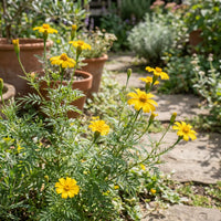 Gelb Tagetes Lemmonii Blumensamen zur Aussaat – Bestäuber freundlich – Traditionssorte & ohne Gentechnik Samen Hausgarten