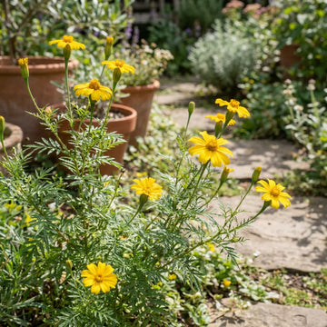 Gelb Tagetes Lemmonii Blumensamen zur Aussaat – Bestäuber freundlich – Traditionssorte & ohne Gentechnik Samen Hausgarten