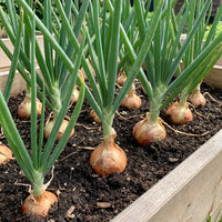 Onion Allium cepa Samen zum Pflanzen in Gemüse Patch & Garden