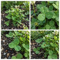 hell Grün Clover Blumensamen zur Aussaat – Schnitt Blume beliebt – Traditionssorte & ohne Gentechnik Samen Hausgarten