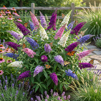 Gemischt Schmetterling Strauch Blumensamen zur Aussaat – robust Sorte – Traditionssorte & ohne Gentechnik Samen Hausgarten