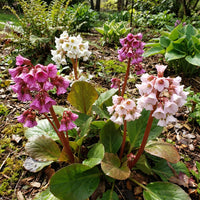 Gemischt Bergenia Cordifolia Blumensamen zur Aussaat – kompakt Wuchs – Traditionssorte & ohne Gentechnik Samen Hausgarten
