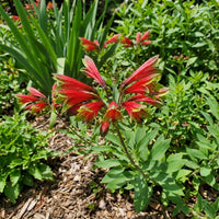 Rot Alstroemeria Psittacina Blumensamen zur Aussaat – Landhaus Garten wichtig – Traditionssorte & ohne Gentechnik Samen Hausgarten