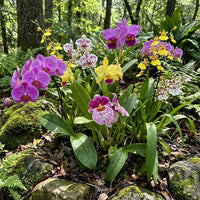 Gemischt Schmetterling Orchidee Blumensamen zur Aussaat – lang Blüte Saison – Traditionssorte & ohne Gentechnik Samen Hausgarten