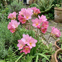 klein Rosa Freesia Blumensamen zur Aussaat – Anzucht – Traditionssorte & ohne Gentechnik Samen Hausgarten