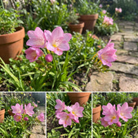 klein Rosa Freesia Blumensamen zur Aussaat – Anzucht – Traditionssorte & ohne Gentechnik Samen Hausgarten