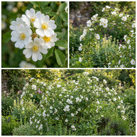 Weiß Rosa Canina Blumensamen zur Aussaat – sonnenliebend – Traditionssorte & ohne Gentechnik Samen Hausgarten