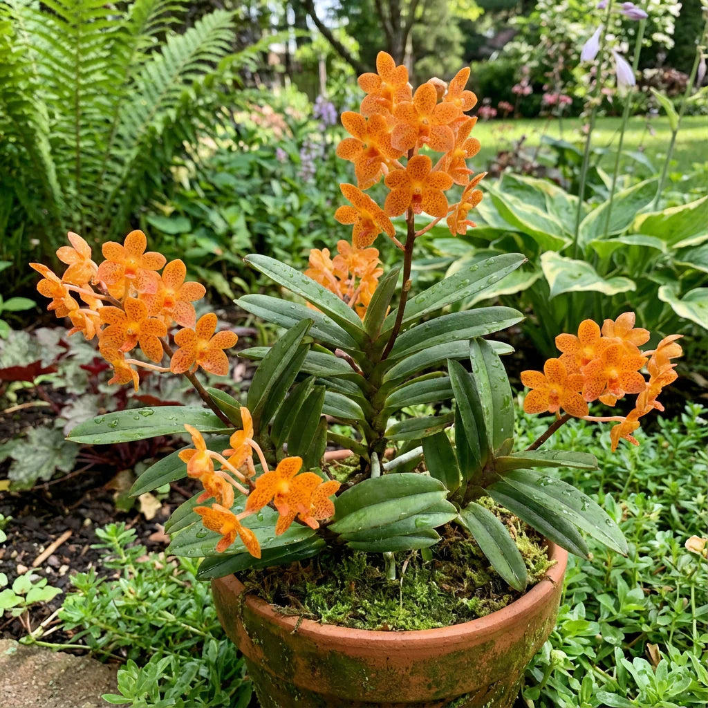 Orange Mini Orchidee Blumensamen zur Aussaat – saisonal Dauerblüher – Traditionssorte & ohne Gentechnik Samen Hausgarten