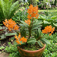Orange Mini Orchidee Blumensamen zur Aussaat – saisonal Dauerblüher – Traditionssorte & ohne Gentechnik Samen Hausgarten