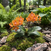 Orange Bell Orchidee Samen Blumensamen zur Aussaat – robust Sorte – Traditionssorte & ohne Gentechnik Samen Hausgarten