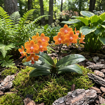 Orange Bell Orchidee Samen Blumensamen zur Aussaat – robust Sorte – Traditionssorte & ohne Gentechnik Samen Hausgarten