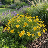 Gelb Bidens Blumensamen zur Aussaat – pflegeleicht – Traditionssorte & ohne Gentechnik Samen Hausgarten