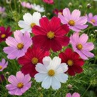 Sixfold Blumensamen zur Aussaat – robust Sorte – Traditionssorte & ohne Gentechnik Samen Hausgarten