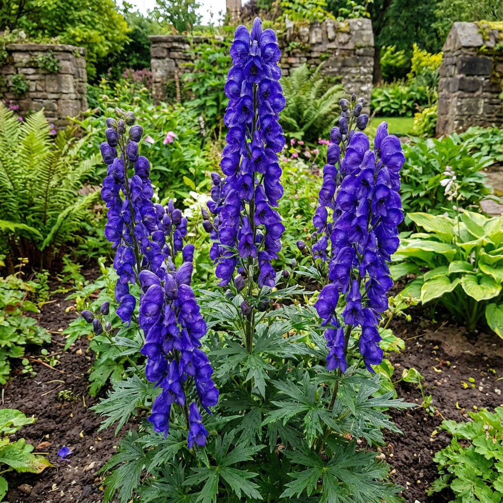 Monkshood Blumensamen zur Aussaat – Halbschatten verträglich – Traditionssorte & ohne Gentechnik Samen Hausgarten