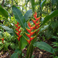 Heliconia Blumensamen zur Aussaat – Landhaus Garten wichtig – Traditionssorte & ohne Gentechnik Samen Hausgarten