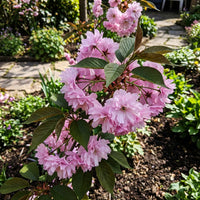 Gemischt Cerasus Blumensamen zur Aussaat – Garten beliebt Traditionssorte & ohne Gentechnik Samen Hausgarten