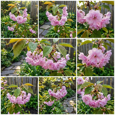 100 Stück