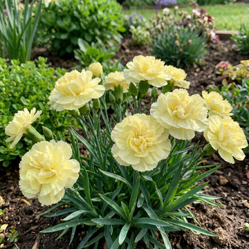hell Gelb Nelke Blumensamen zur Aussaat – Wildblume Mischung – Traditionssorte & ohne Gentechnik Samen Hausgarten