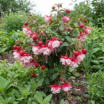 hell Rosa Rot gefüllt Petals Fuchsie Blumensamen zur Aussaat pflegeleicht Traditionssorte & ohne Gentechnik Samen Hausgarten