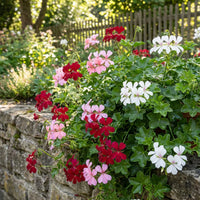 Gemischt Pelargonium Blumensamen zur Aussaat Anzucht Traditionssorte & ohne Gentechnik Samen Hausgarten