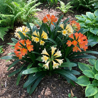 Lilie Clivia Blumensamen zur Aussaat – Halbschatten verträglich – Traditionssorte & ohne Gentechnik Samen Hausgarten