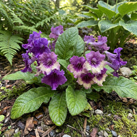 Cape Schlüsselblume Blumensamen zur Aussaat saisonal Dauerblüher Traditionssorte & ohne Gentechnik Samen Hausgarten