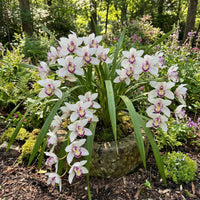 Weiß Violett Cymbidium Blumensamen zur Aussaat – leuchtend – Traditionssorte & ohne Gentechnik Samen Hausgarten