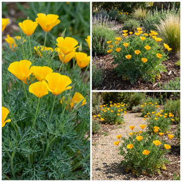 Eschscholzia Blumensamen zur Aussaat – robust Sorte – Traditionssorte & ohne Gentechnik Samen Hausgarten