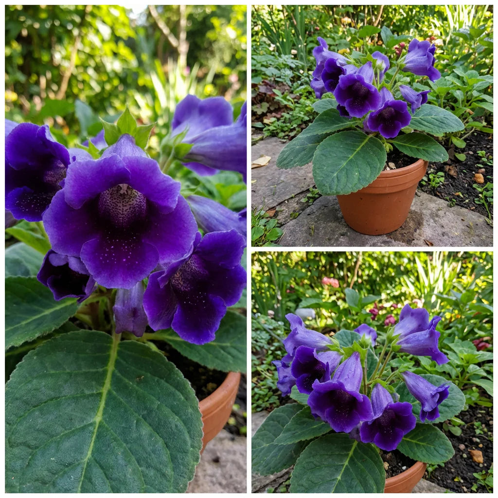 dunkel Blau Gloxinie Blumensamen zur Aussaat – leuchtend Blüten – Traditionssorte & ohne Gentechnik Samen Hausgarten