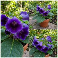 dunkel Blau Gloxinie Blumensamen zur Aussaat – leuchtend Blüten – Traditionssorte & ohne Gentechnik Samen Hausgarten