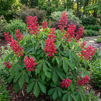 Aesculus Pavia Blumensamen zur Aussaat – kompakt Wuchs – Traditionssorte & ohne Gentechnik Samen Hausgarten
