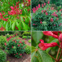 Aesculus Pavia Blumensamen zur Aussaat – kompakt Wuchs – Traditionssorte & ohne Gentechnik Samen Hausgarten