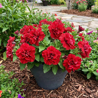 gefüllt Wave Rot Petunie Blumensamen zur Aussaat – pflegeleicht – Traditionssorte & ohne Gentechnik Samen Hausgarten