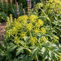 Grün Galbanum Samen zur Aussaat ideal für Frühlingsgärten