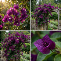 Violett Drillingsblume Samen Blumensamen zur Aussaat saisonal Dauerblüher Traditionssorte & ohne Gentechnik Samen Hausgarten