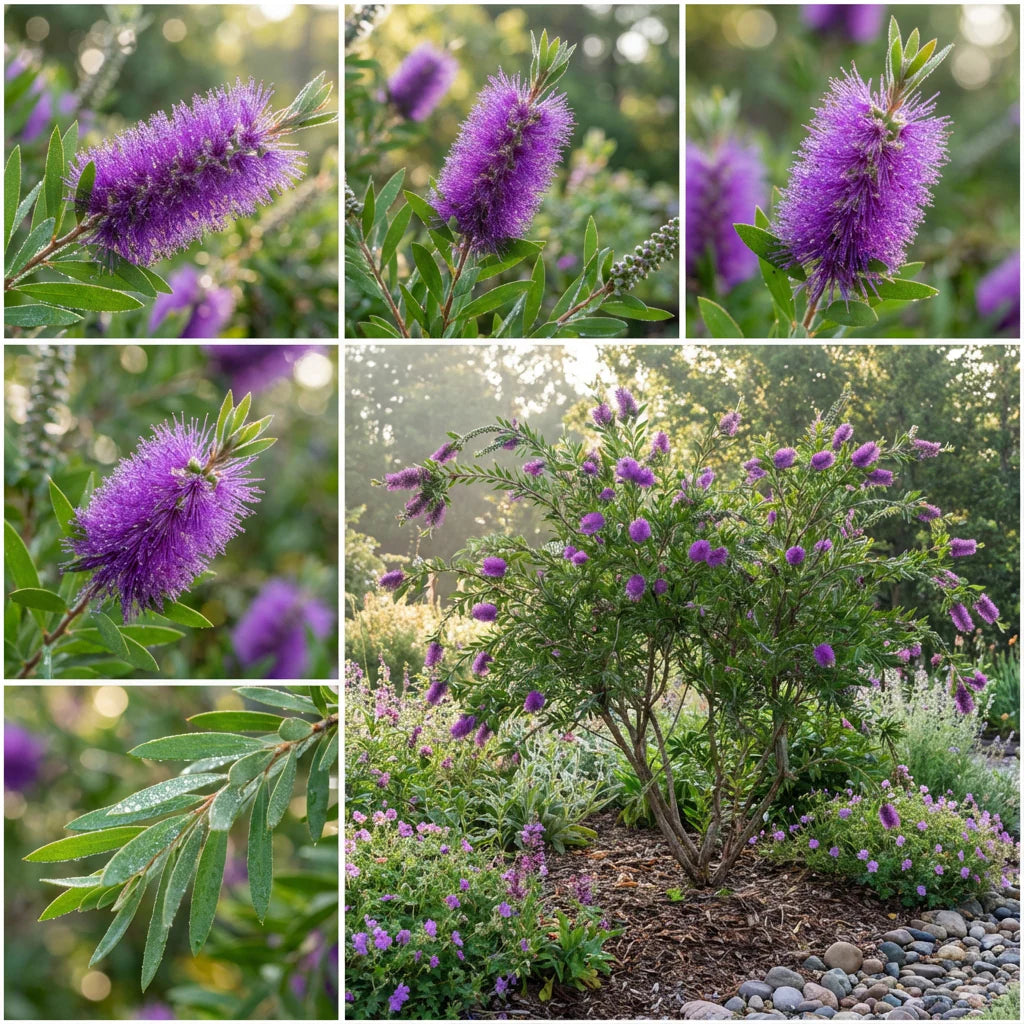 Lila Callistemon Blumensamen zur Aussaat pflegeleicht Traditionssorte & ohne Gentechnik Samen Hausgarten