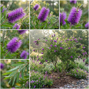 Lila Callistemon Blumensamen zur Aussaat pflegeleicht Traditionssorte & ohne Gentechnik Samen Hausgarten
