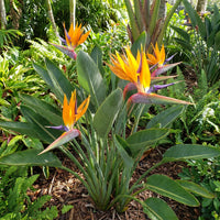 Rainbow Paradiesvogelblume Blumensamen zur Aussaat – hochwertige Qualitäts- – Traditionssorte & ohne Gentechnik Samen Hausgarten