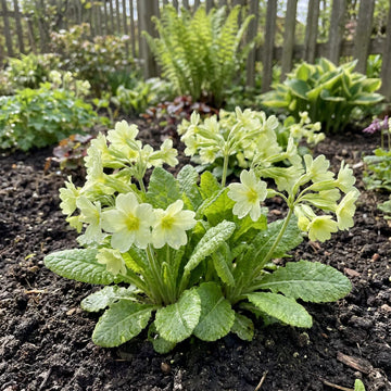 hell Grün Schlüsselblume Blumensamen zur Aussaat – farbenfroh Schau – Traditionssorte & ohne Gentechnik Samen Hausgarten