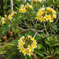 Frangipani hell Gelb Blumensamen zur Aussaat – Anzucht – Traditionssorte & ohne Gentechnik Samen Hausgarten