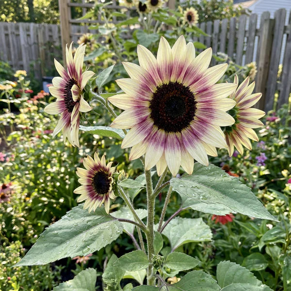 Creme Violett Sonnenblume Samen zur Aussaat – kompakt Wuchs – Traditionssorte & ohne Gentechnik Samen Hausgarten