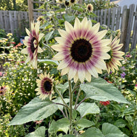Creme Violett Sonnenblume Samen zur Aussaat – kompakt Wuchs – Traditionssorte & ohne Gentechnik Samen Hausgarten