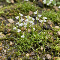 Weiß Utricularia Bisquamata Blumensamen zur Aussaat – kompakt Wuchs – Traditionssorte & ohne Gentechnik Samen Hausgarten