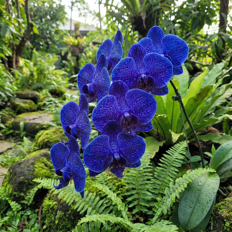 tief Blau Schmetterlingsorchidee Orchidee Samen Bestäuber freundlich Traditionssorte & ohne Gentechnik Samen Hausgarten